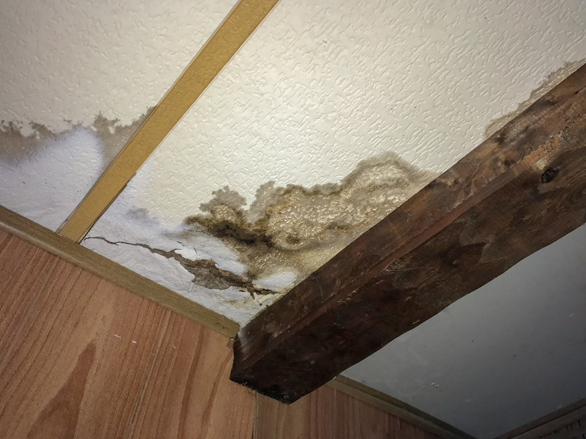 Mold remediation