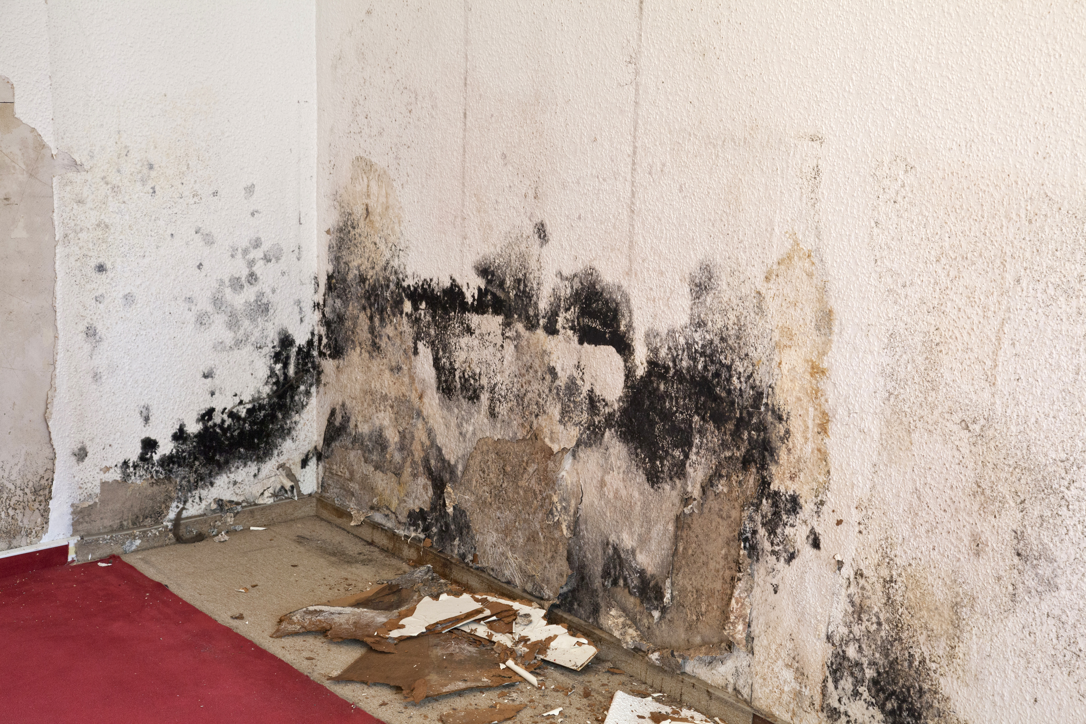 Black mold removal