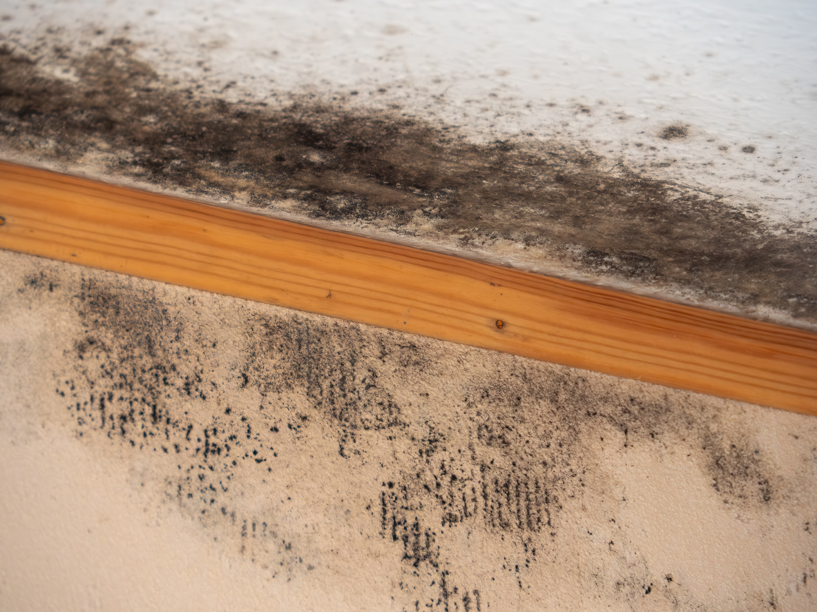 Mold remediation and containment