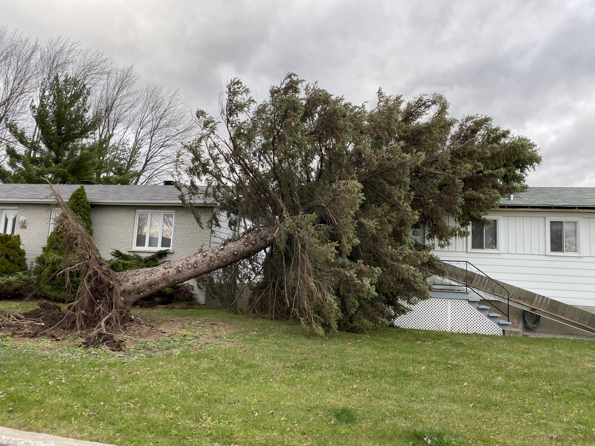 Tree and debris removal emergency response
