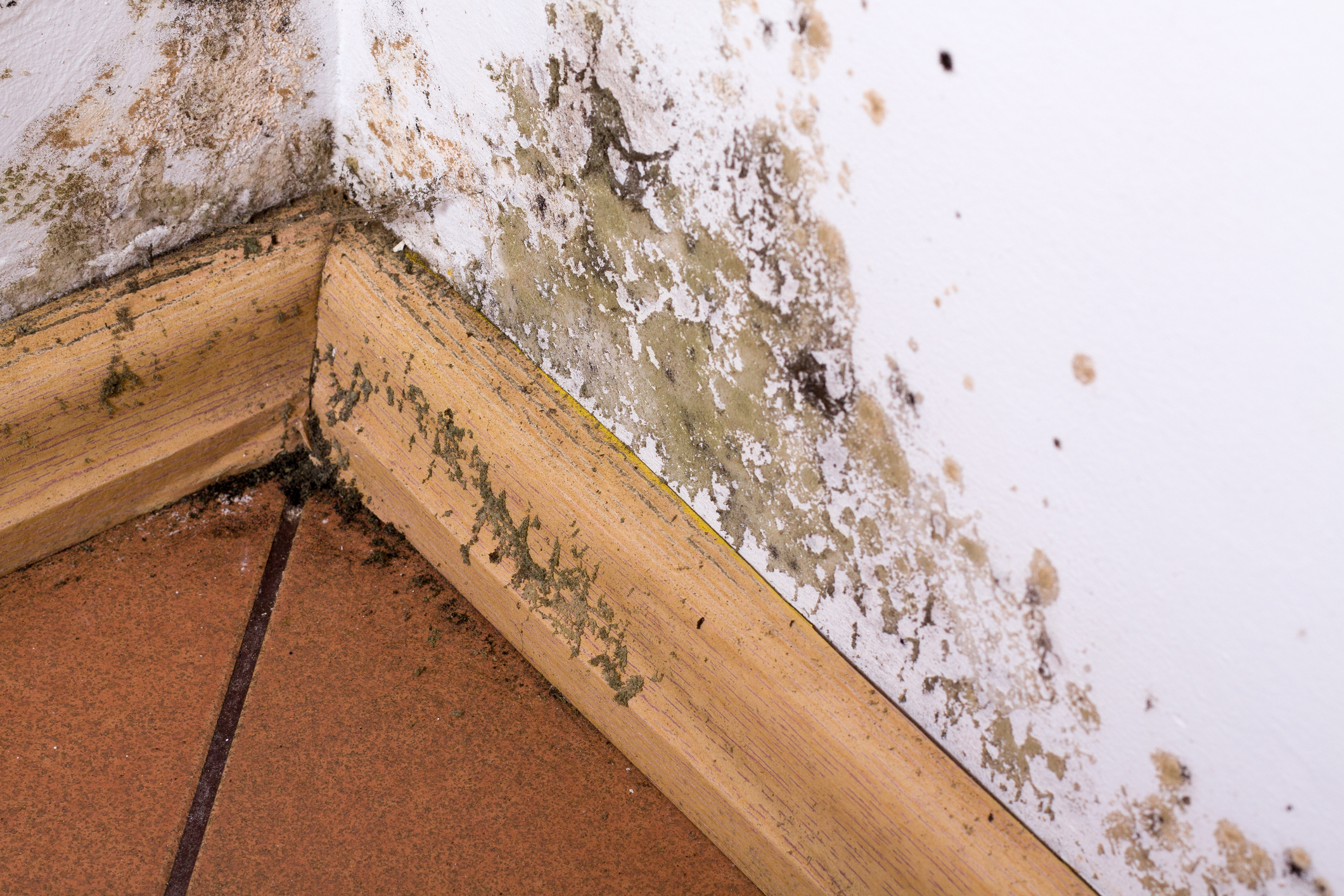 How to prevent mold after a flood