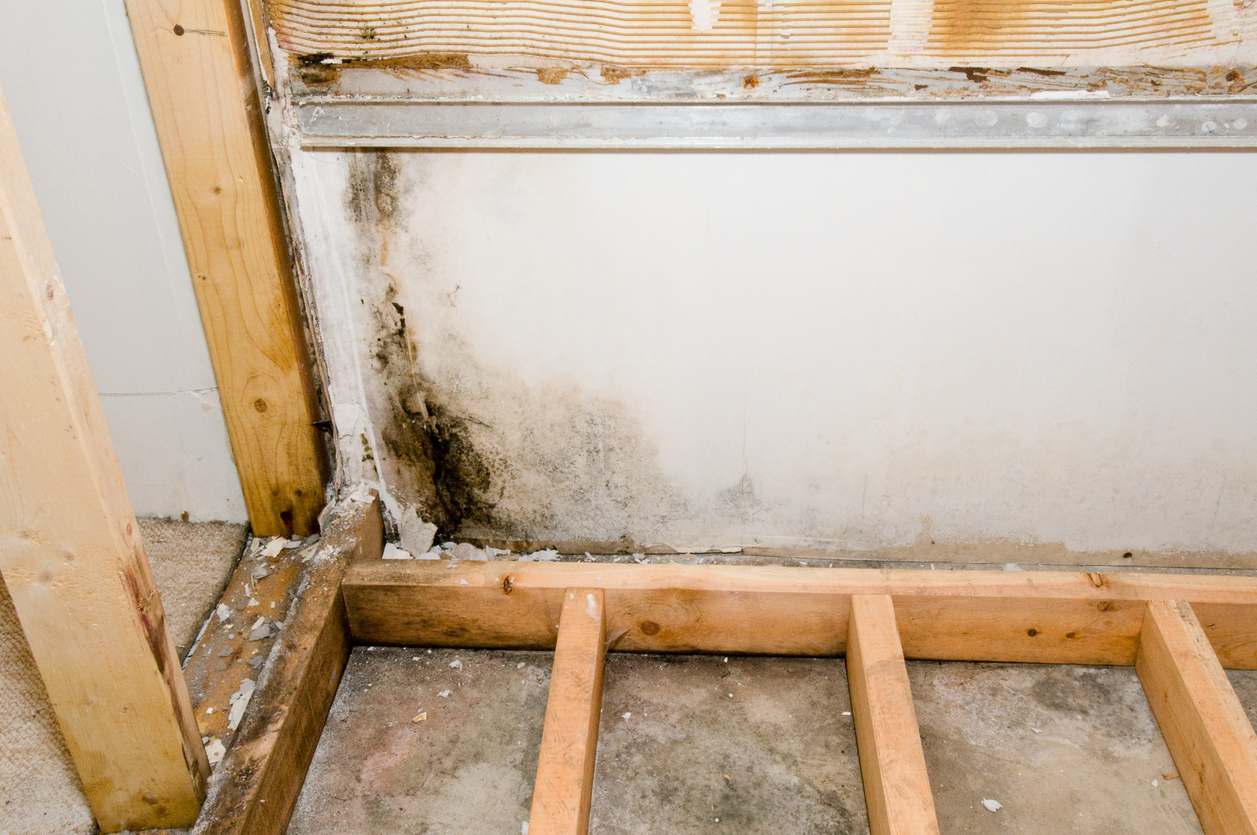 Summer storms and mold