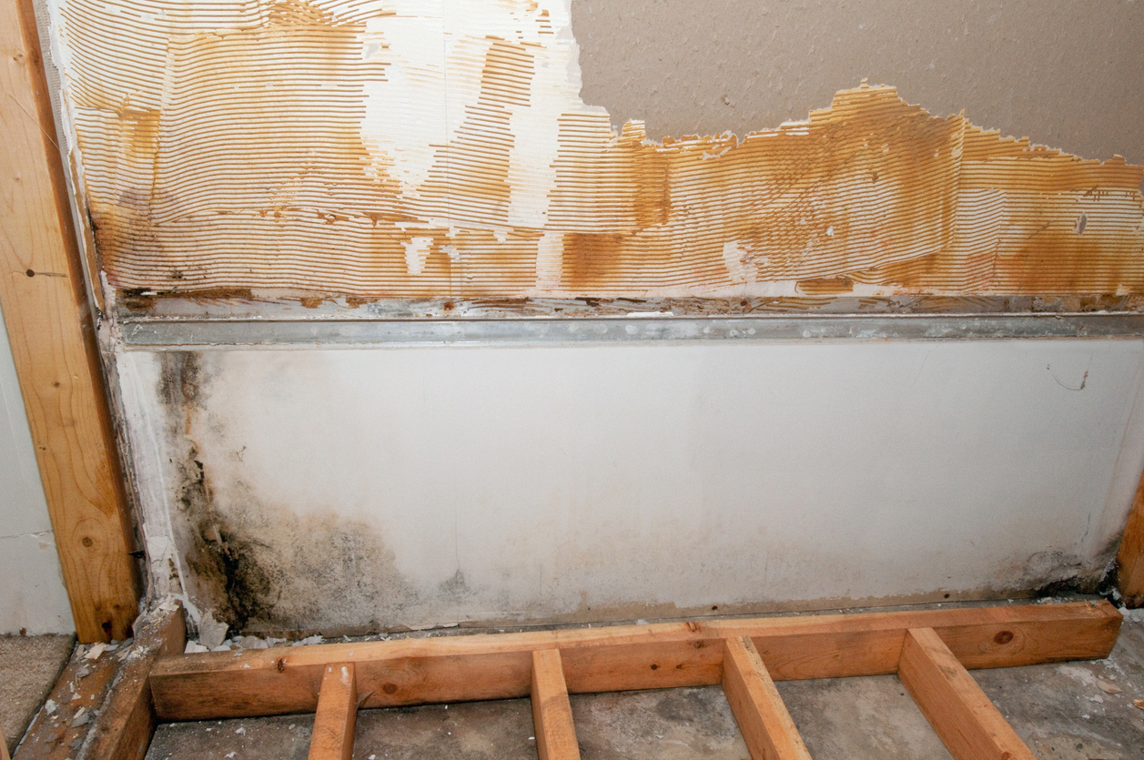 Mold growth behind drywall from delayed water damage restoration