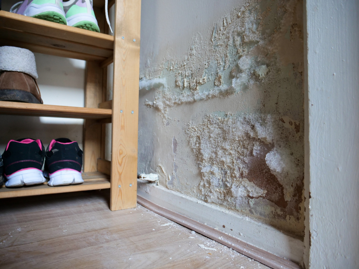 Mold growth behind baseboard from hidden water damage